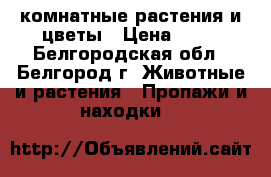 комнатные растения и цветы › Цена ­ 50 - Белгородская обл., Белгород г. Животные и растения » Пропажи и находки   